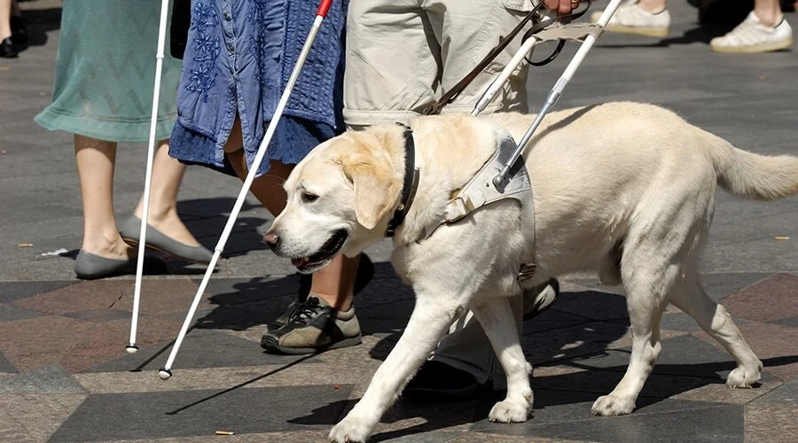 Uso de perros guías 