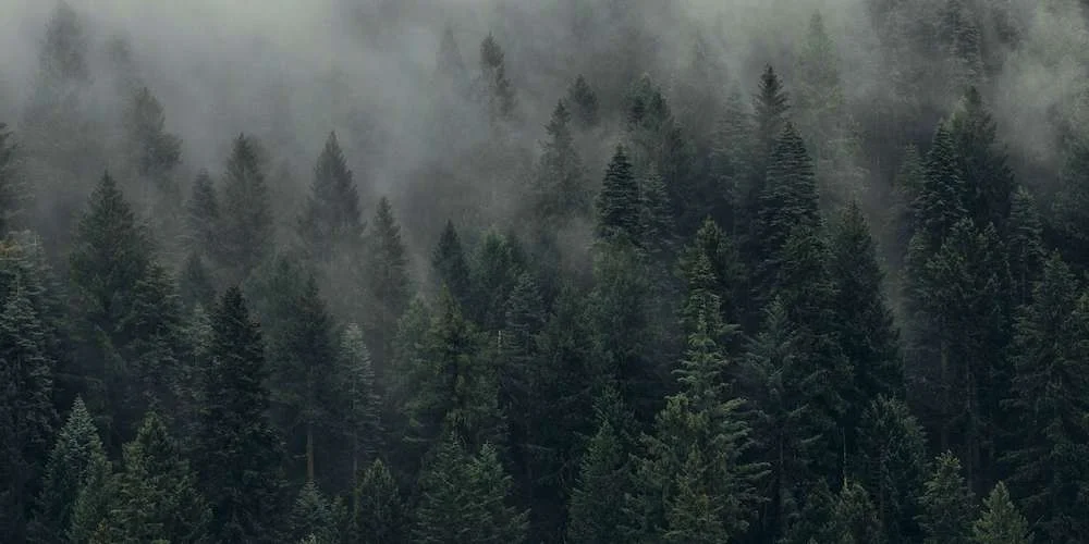 ¿En qué consiste el Decreto Ley de Fomento Forestal? 